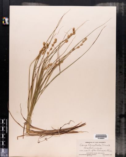 Carex hormathodes