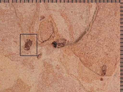Curculionidae?