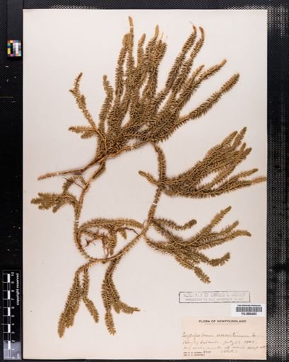 Lycopodium annotinum