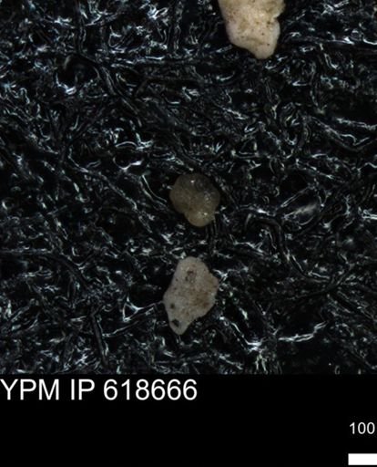 undet. Foraminiferida