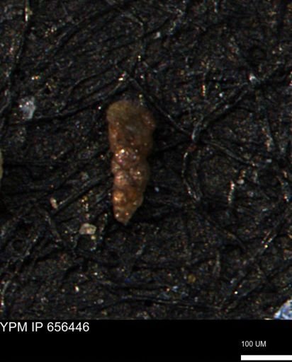 Verneuilinoides kansasensis