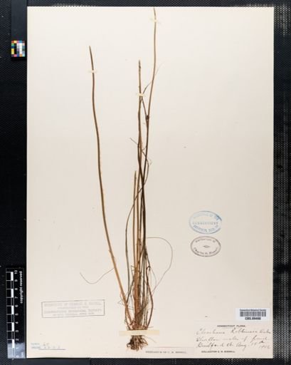 Eleocharis robbinsii