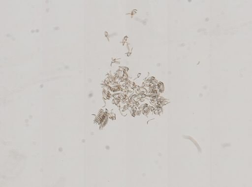 Fluminicola fuscus