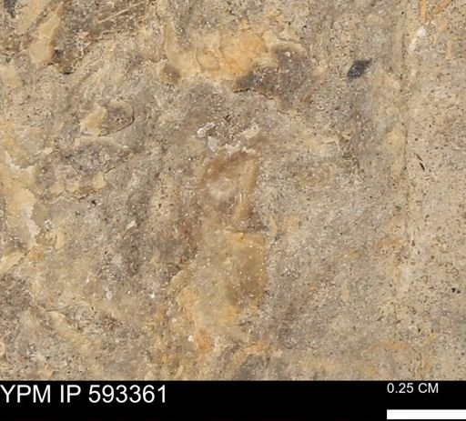 undet. Mollusca