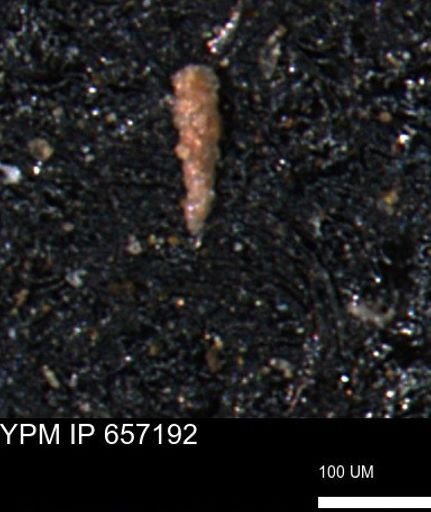 Verneuilinoides kansasensis