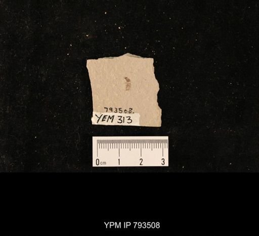 Staphylinidae