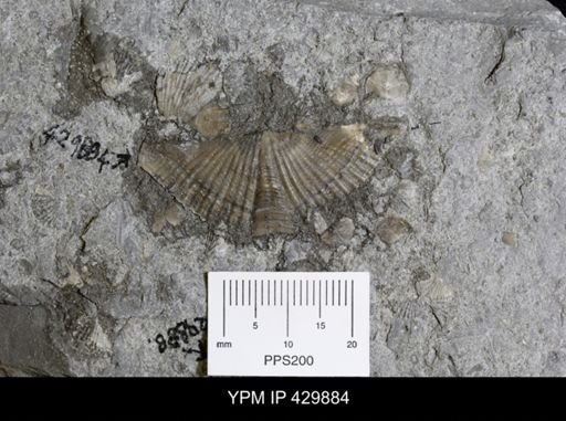 Mucrospirifer mucronatus