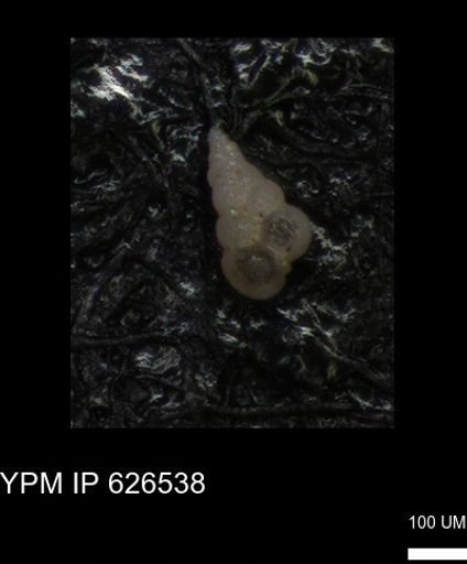 Heterohelicidae