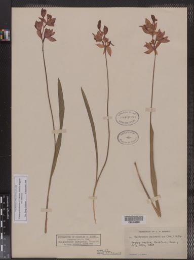 Calopogon pulchellus