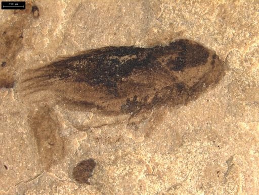 Cicadellinae?