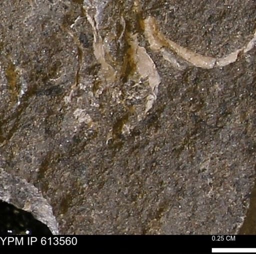 Scaphites sp.