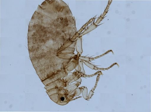 Pulex irritans