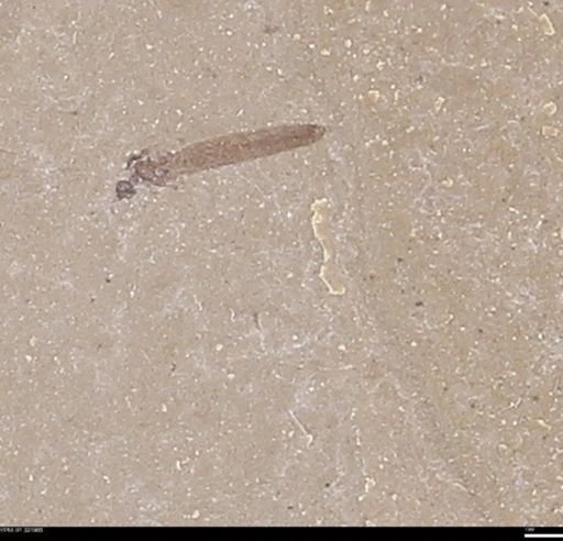 undet. Diptera