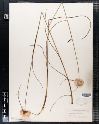 Eriophorum virginicum