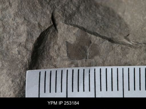 undet. Eurypterida