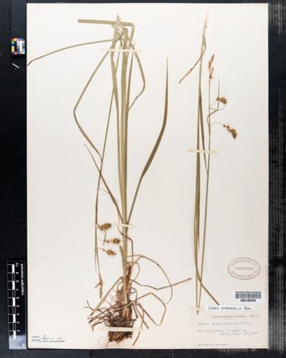 Carex sprengelii