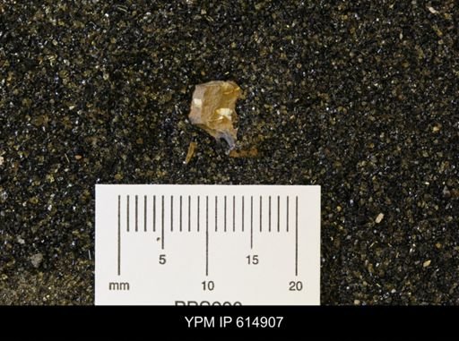 Dentalium?
