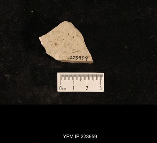 Lemmatophora typa