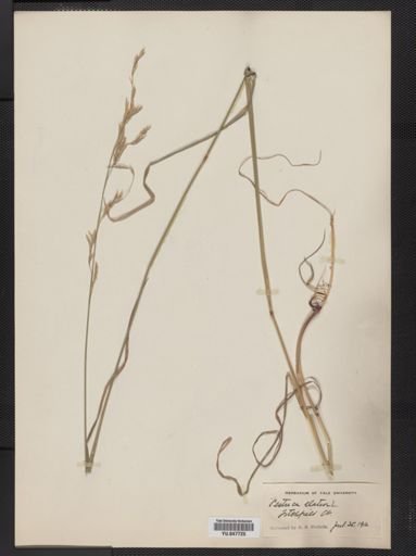 Festuca elatior