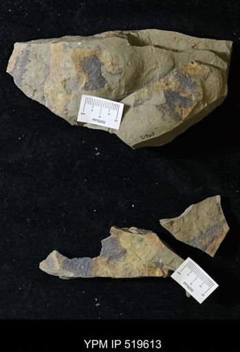 undet. Eocrinoidea