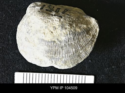 Strophomena gamachiana