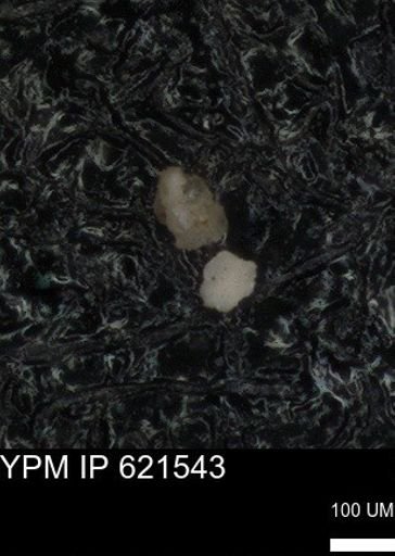 undet. Foraminiferida