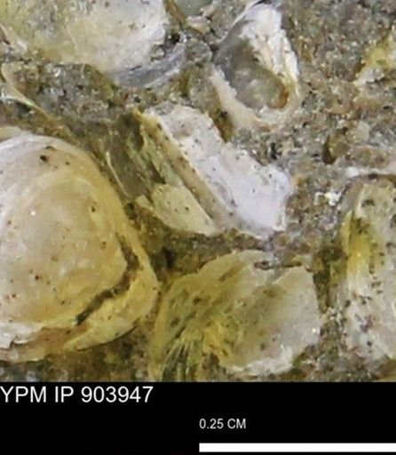 Corbulamella?