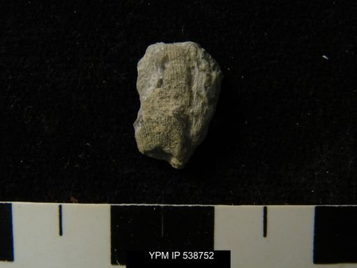 Brachiopoda?