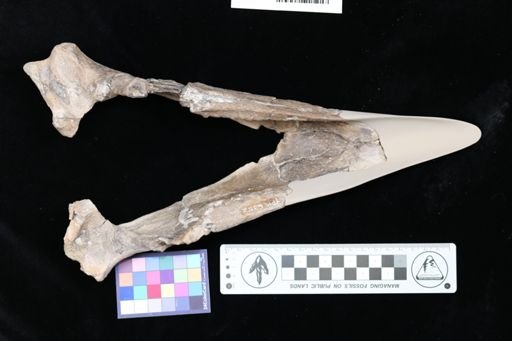 Diatryma gigantea
