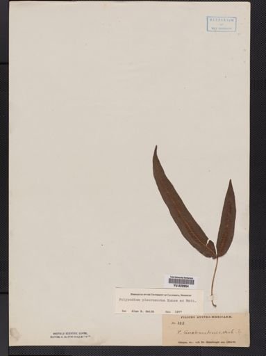 Polypodium