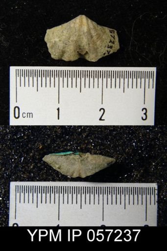 Delthyris perlamellosa