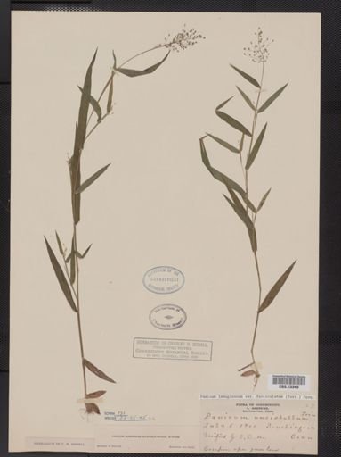 Panicum lanuginosum