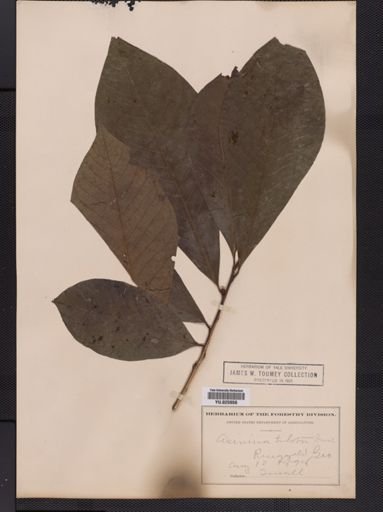 Asimina triloba