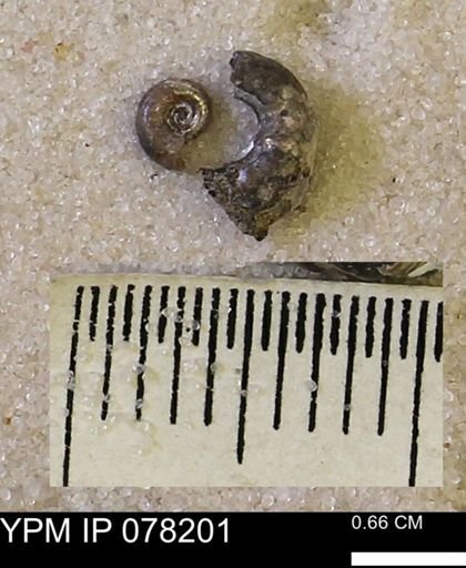 Jeletzkytes nebrascensis