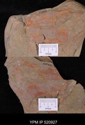undet. Arthropoda