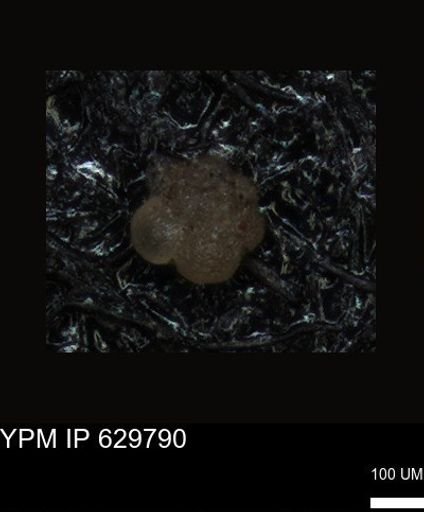 undet. Foraminiferida