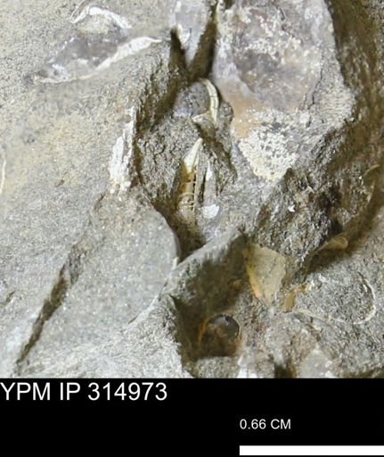 undet. Scaphitidae