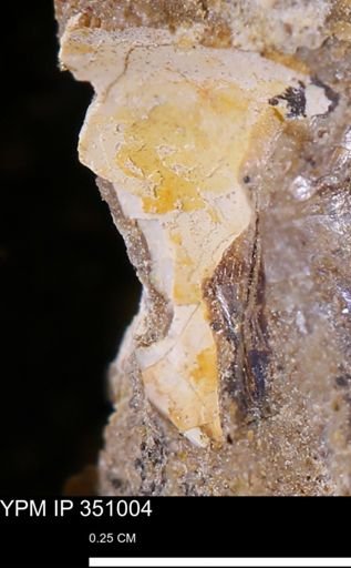 undet. Mollusca