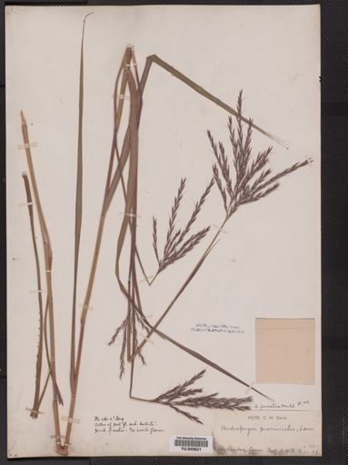 Andropogon provincialis