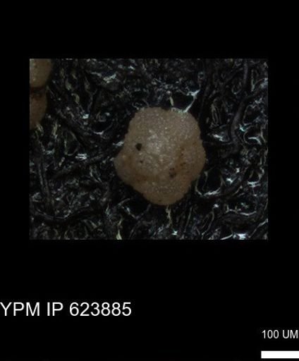 undet. Foraminiferida