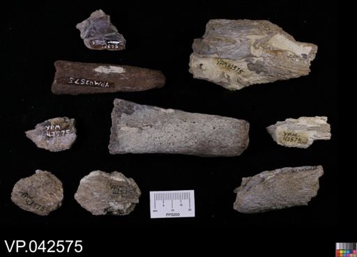 Protosphyraena?