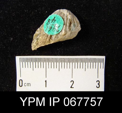 Uncinulus nucleolatus