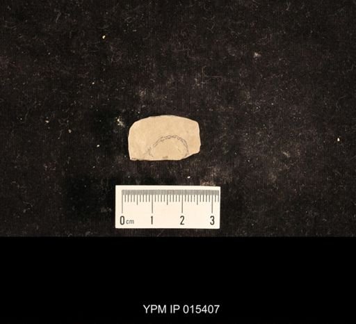 Lemmatophora typa