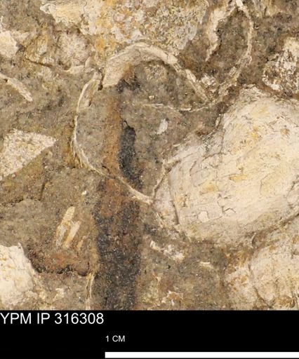undet. Gastropoda