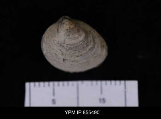 Limopsis striatopunctatus