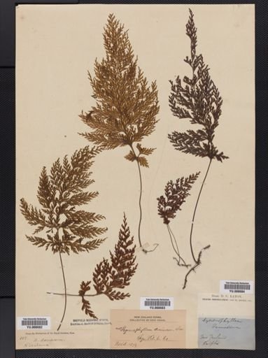 Hymenophyllum