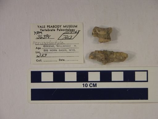 Perissodactyla