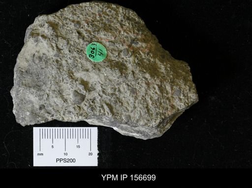 Ceraurus pleurexanthemus