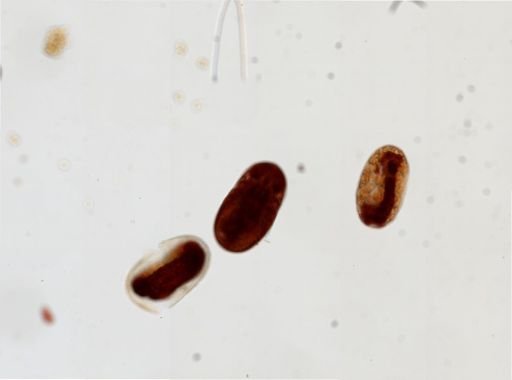 Nasutitermes corniger