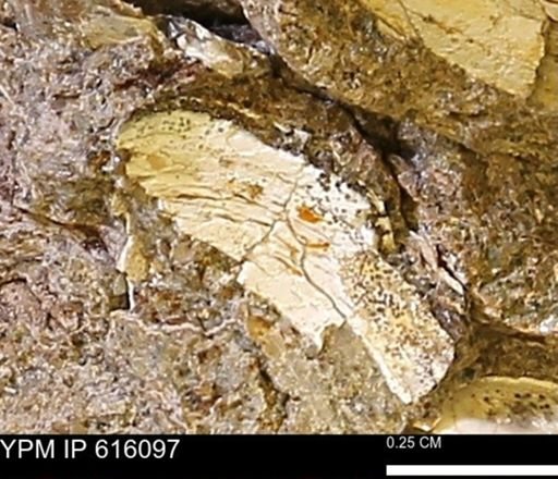 undet. Bivalvia